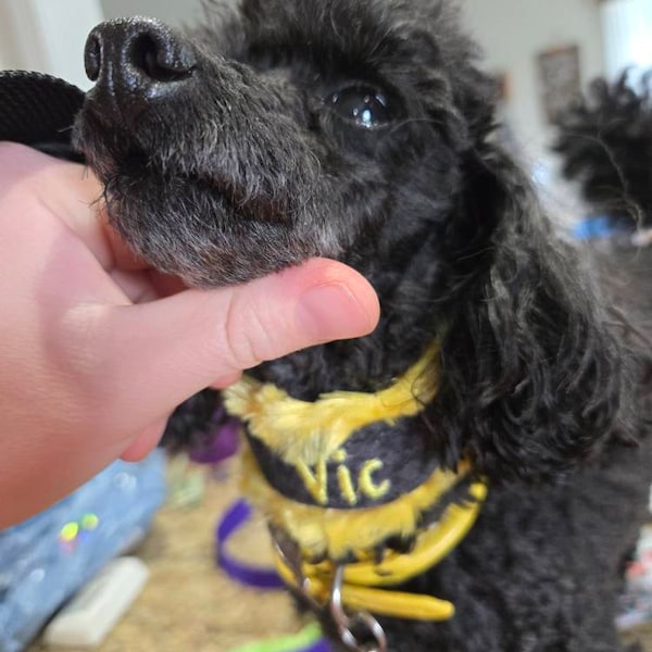 Custom Ribbon Display, Dog Award Ribbon Display Rack, Dog Rosette ...