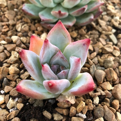 Echeveria Pink Trumpet pig Nose Korean Succulent / 猪鼻仔 - Etsy