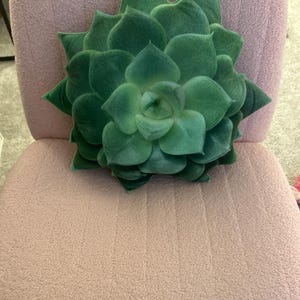 lindseydanger added a photo of their purchase