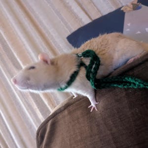 Shayna さんが購入した商品の写真を追加しました