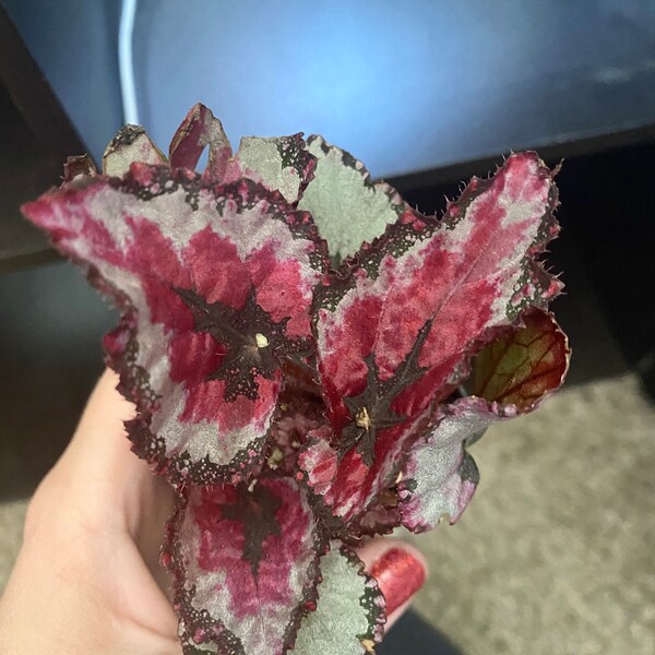 Rex Begonia 'glass Rose' - BFF EXCLUSIVE - Etsy