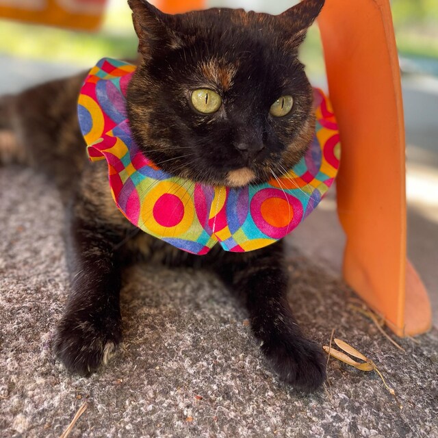 Cat Collar Rainbow Sally Birdsbesafe ® For Birds Protect Birds