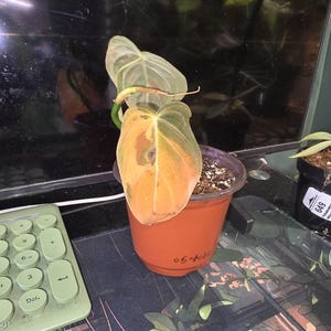 Richard added a photo of their purchase