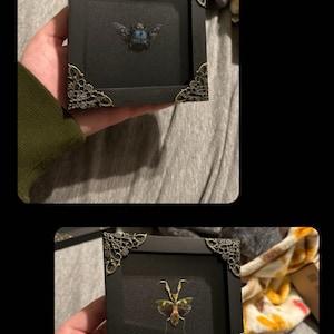 Real Framed Butterfly Handmade Shadow Box Insect Frame - Etsy