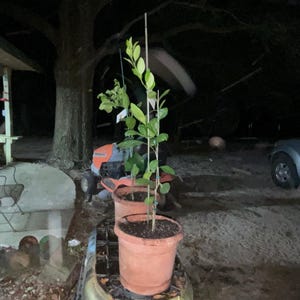 Diane added a photo of their purchase