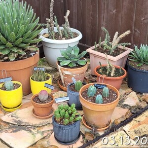 Comprador de Etsy ha añadido una foto de su compra