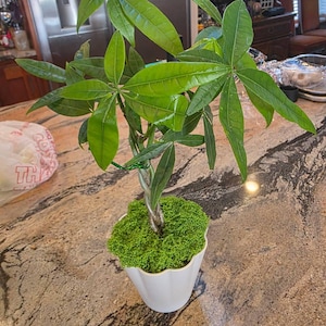 Lisa added a photo of their purchase