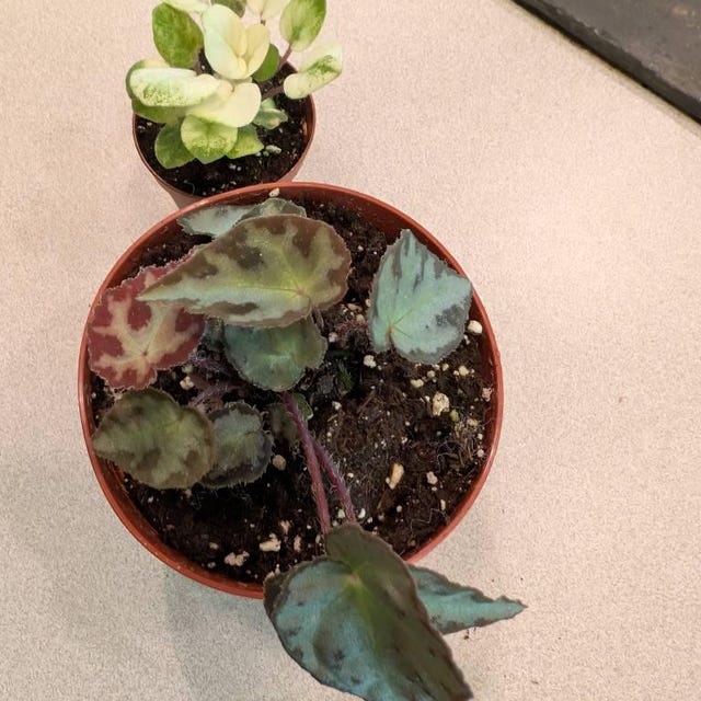 RARE Begonia Wiformis Variegated Live House Plant Potted 4