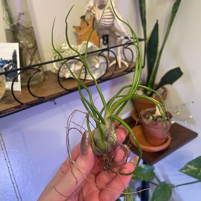 Tillandsia Bulbosa ' Alíen Air Plant ' - Etsy Canada