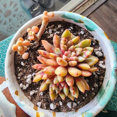 Real Plants, Echeveria Echo Sp, bloody Yan Clusters - Etsy