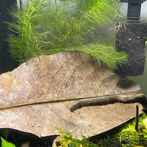 T added a photo of their purchase