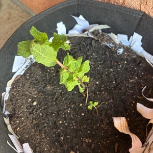 Lauren added a photo of their purchase