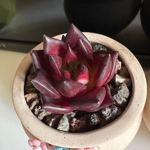 Ji added a photo of their purchase