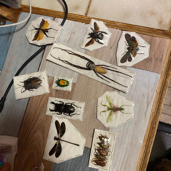 Assorted Bugs Insects Specimen Wholesale Mix Lot Bulk - Etsy