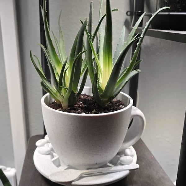 Oriel Window Bookmark Holder - Bookshelf Library Accessory and Decor ...