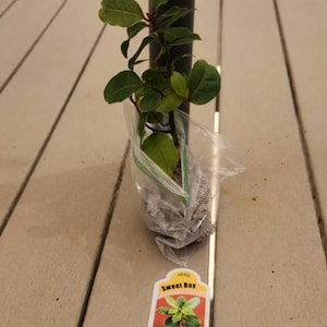 jeannie heeft een foto van de aankoop toegevoegd