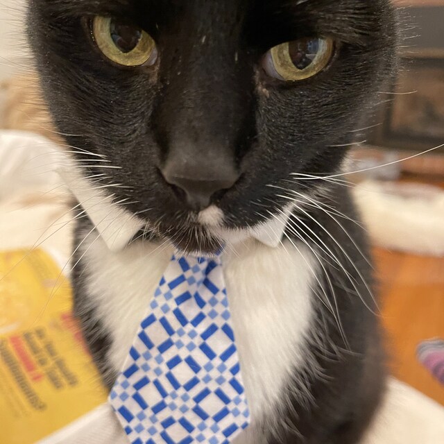 neck tie for cat