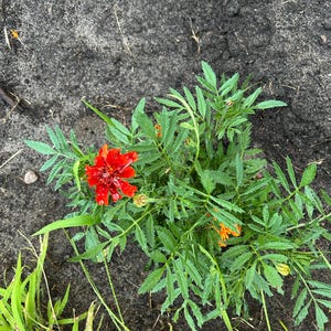 Amellyn added a photo of their purchase