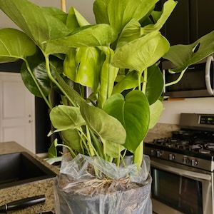 Janelli added a photo of their purchase