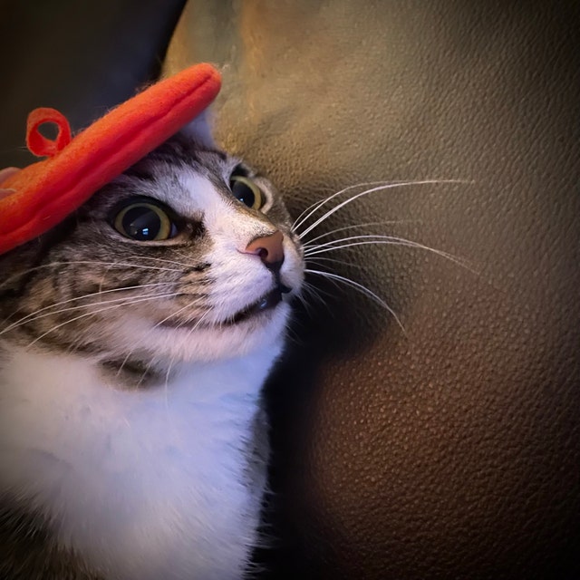Red Cowboy Cat Hat for Your Cat 