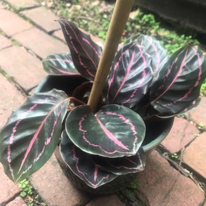 Nadine ha aggiunto una foto del proprio acquisto