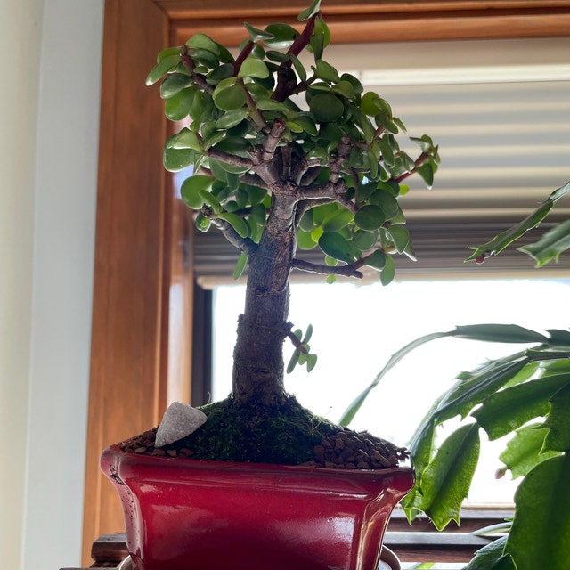 Dwarf Jade Bonsai Tree: Live Moss & Marble Stone in 4" Ceramic Pot - Etsy  Norway