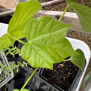 Michelle ha añadido una foto de su compra