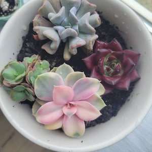 Suzanne added a photo of their purchase