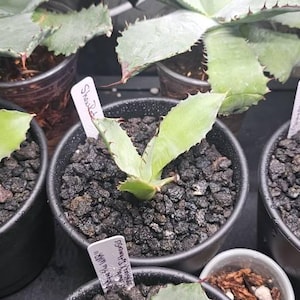 New Agave Hybrid Parrasana x Isthmesis -【新着】アガベハイブリッド