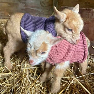 Pull De Chevre Tricote Pour Chevre Naine Nigeriane Nouveau Nee Etsy