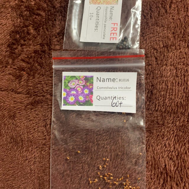 30 Dwarf Morning Glory Seeds Convolvulus Tricolor Minor Ensign