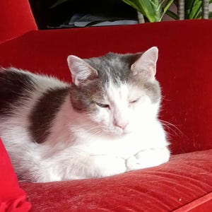 Joan heeft een foto van de aankoop toegevoegd