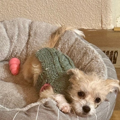 XXXS Dog Sweater, XXS Dog Coat, XXS Dog Clothes, Tiny Dog Sweater