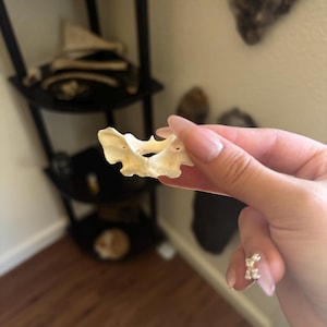 Amber adicionaram uma foto da sua compra