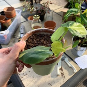 Laine added a photo of their purchase