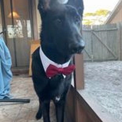 burgundy dog bow tie