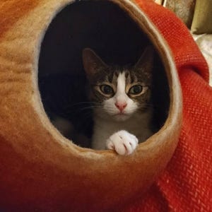 Sarah added a photo of their purchase