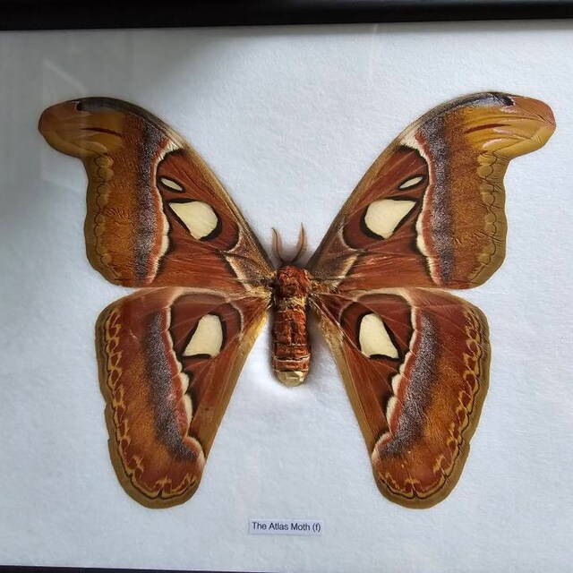 巨大アトラス蛾（Attacus atlas）額入り標本 8.5 x 10インチ - Etsy 日本