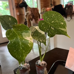 Lori added a photo of their purchase