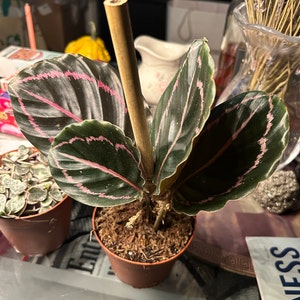 marika☽ ha aggiunto una foto del proprio acquisto