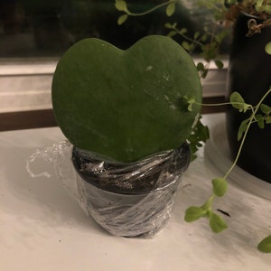 Mary added a photo of their purchase