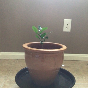 Nichole added a photo of their purchase
