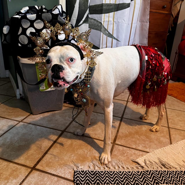 Bollywood Pet Costume Goddess Halloween for Dogs Bollywood Egyptian Belly Dancer Hindu Halloween for Dogs Etsy