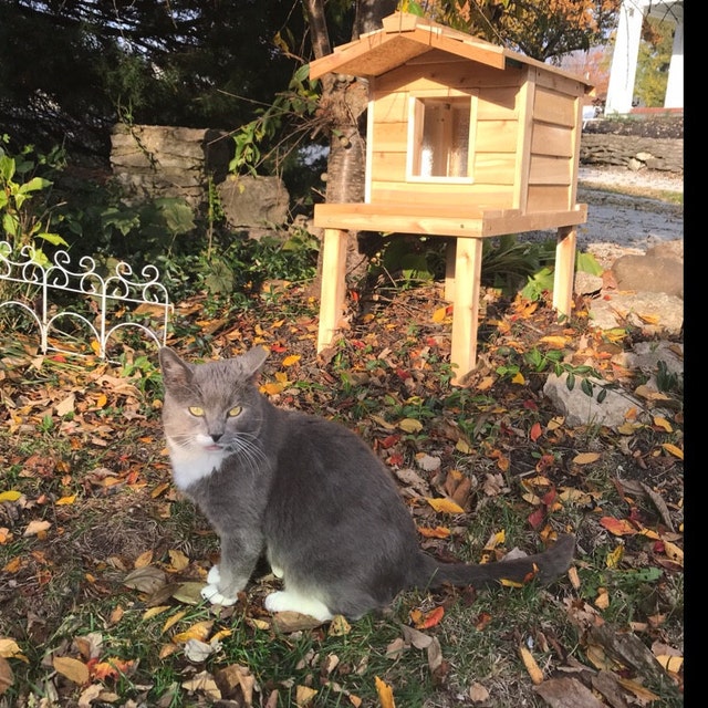 How To Build a Winter Cat Shelter in 5 Easy Steps - Thistle Downs Farm
