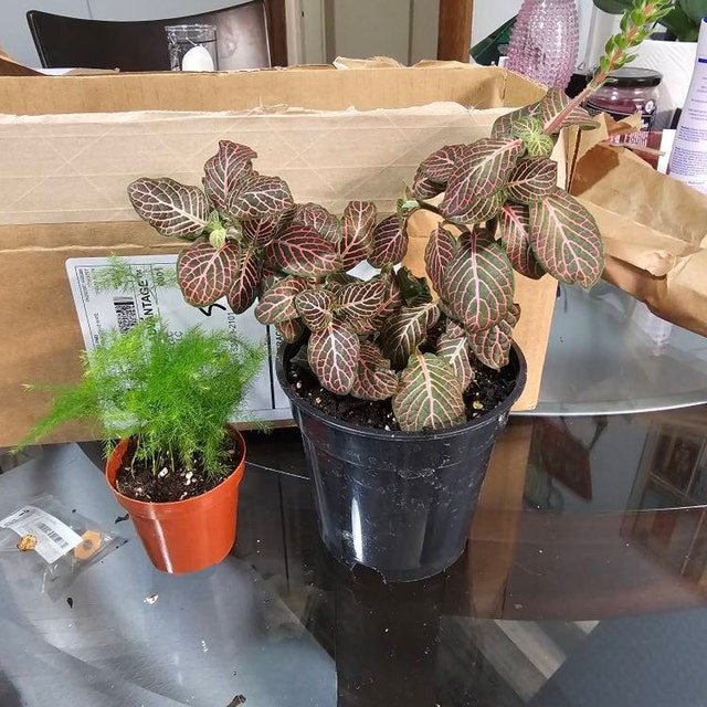 Pink Crinkle Frankie Fittonia Albivenis Nerve Plant, 4 Inch