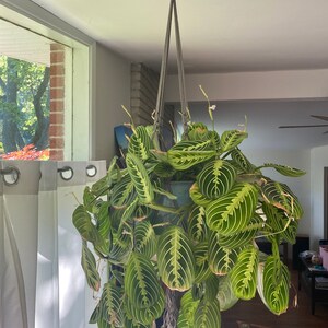 Emily heeft een foto van de aankoop toegevoegd