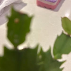 Debbie ha aggiunto una foto del proprio acquisto