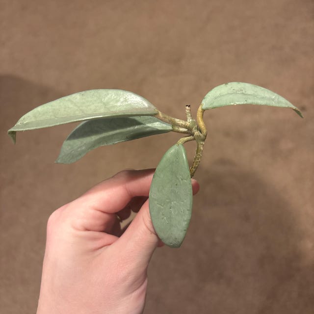 Hoya Wilbur Graves Silver UNROOTED Cutting - Etsy 日本