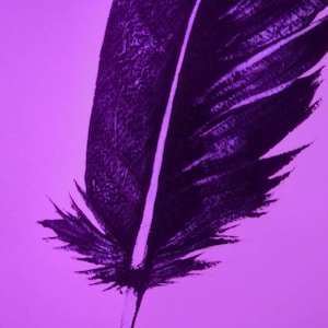 Crow Feather Art Print. - Echo-Lit