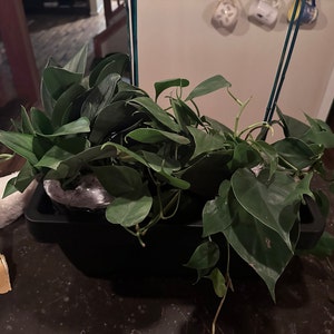 Natalie added a photo of their purchase